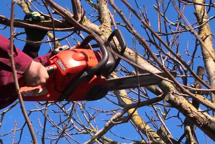 Вбережіть сім’ю від небезпеки - обріжте дерева під лініями електропередач!